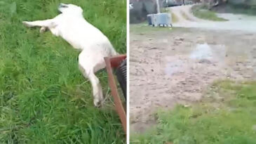 Bah&ccedil;esine Giren Sokak K&ouml;peğini Vuran Kişi Yakalanamadı