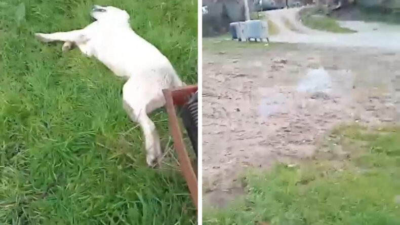 Bah&ccedil;esine Giren Sokak K&ouml;peğini Vuran Kişi Yakalanamadı