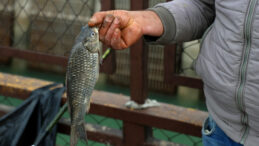 Baraj Kapaklarının A&ccedil;ılmasıyla Balık Fiyatları D&uuml;şt&uuml;