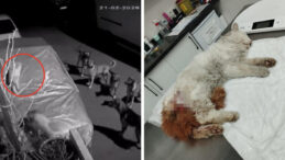 Başıboş K&ouml;peklerin Saldırısında Kedi Hayatını Kaybetti