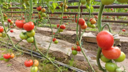 Bu Domates Toprağın Altından Isınıyor, Pazarda Yok Satıyor