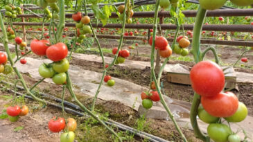 Bu Domates Toprağın Altından Isınıyor, Pazarda Yok Satıyor