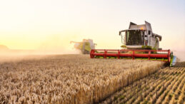 Buğday Fiyatları Geriledi