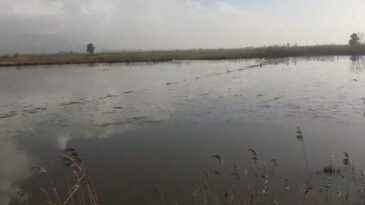B&uuml;y&uuml;k Menderes Nehri Taşarak Tarım Alanlarını Su Bastı