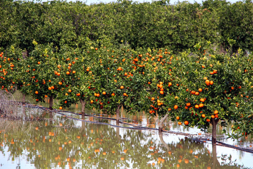 Çiftçi Zor Durumda