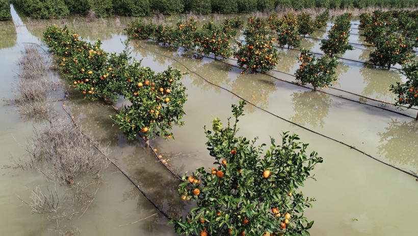 Yağışlı Tarım Arazisi