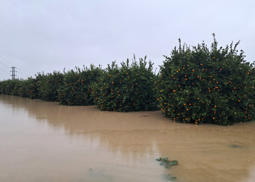 Sel Sonrası Seralar