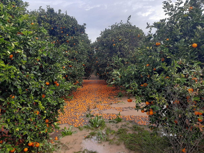 Hastalanan Ürünler