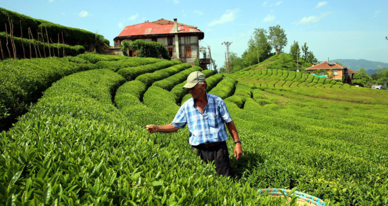 Çaykur'daki Mevsimlik İşçiler Kadro Bekliyor