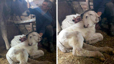 &Ccedil;ift Başlı Buzağı D&uuml;nyaya G&ouml;zlerini A&ccedil;tı