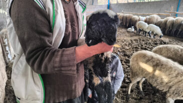 &Ccedil;ift Başlı Kuzu Sadece Bir G&uuml;n Yaşadı