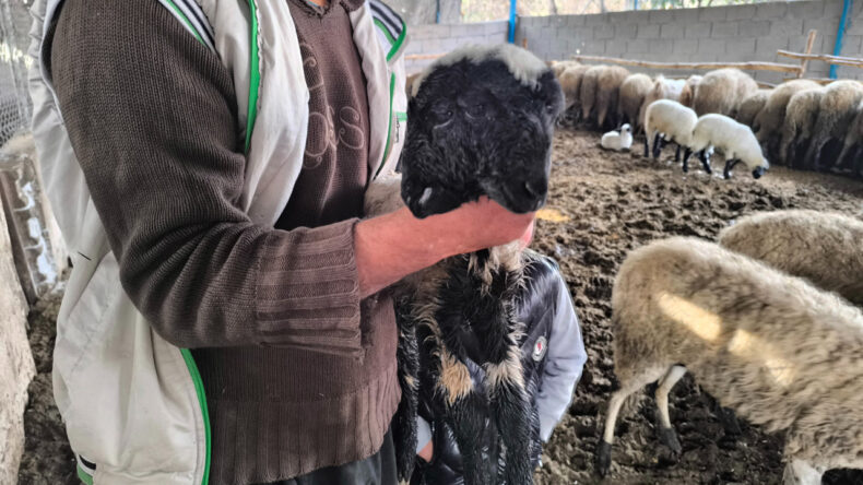 Çift Başlı Kuzu Sadece Bir Gün Yaşadı