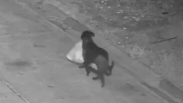 &Ccedil;&ouml;p&uuml;n&uuml; Atması İ&ccedil;in K&ouml;peğini Eğitti