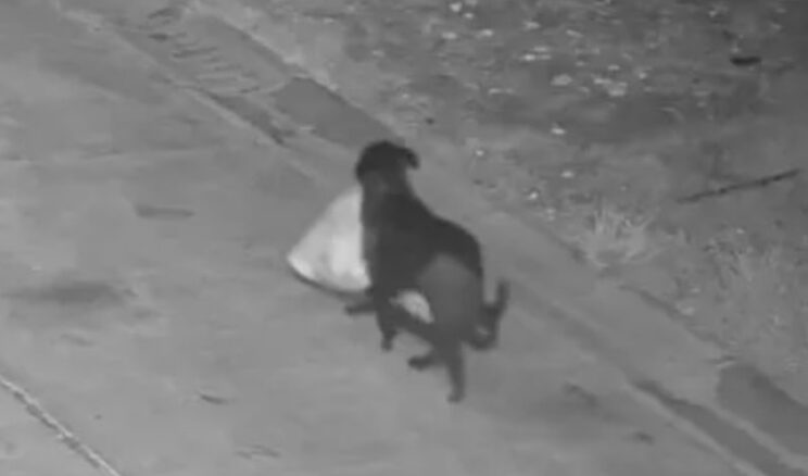 &Ccedil;&ouml;p&uuml;n&uuml; Atması İ&ccedil;in K&ouml;peğini Eğitti