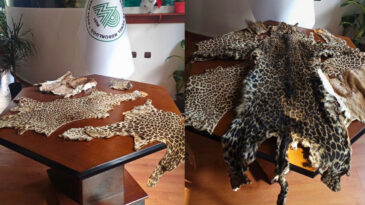 &Ccedil;ukurova Uluslararası Havalimanı'nda Leopar Postu ve Baykuş G&ouml;z&uuml; Ele Ge&ccedil;irildi