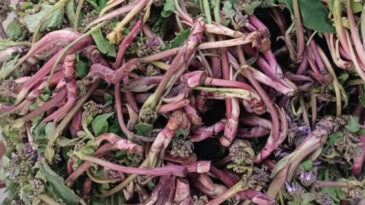 Doğanın Sundukları: Zılbıt Otu Dağlarda Kendiliğinden Yetişiyor