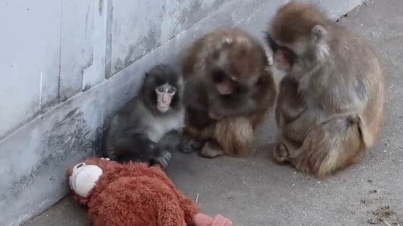 D&uuml;nya onu konuşmuştu: Annesinin terk ettiği yavru maymun artık yalnız değil