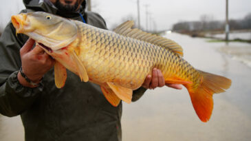 Ekin Bi&ccedil;ecekti, Tarladan Canlı Sazan Yakaladı