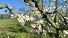 Erken &Ccedil;i&ccedil;ek A&ccedil;an Meyve Ağa&ccedil;ları &Uuml;reticiyi Tedirgin Ediyor