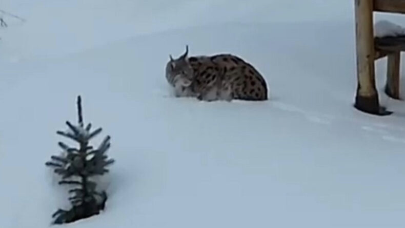 Evin Bah&ccedil;esinde Vaşak G&ouml;r&uuml;nt&uuml;lendi