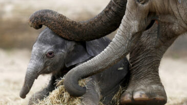 Fillerin Hortumundaki Sır Ortaya &Ccedil;ıktı