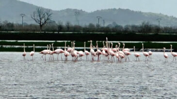 Flamingolar Sular Altındaki Tarlalara Yerleşti