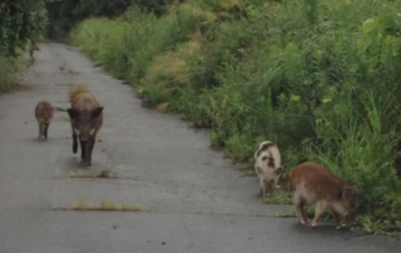 Fukuşima Nükleer Santrali