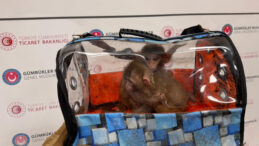 G&uuml;mr&uuml;klerde 85 Bin Canlı Hayvan Ele Ge&ccedil;irildi