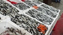 Hamsi Tezgahtan &Ccedil;ekildi: Mezgit ve İstavrit Yeni G&ouml;zde