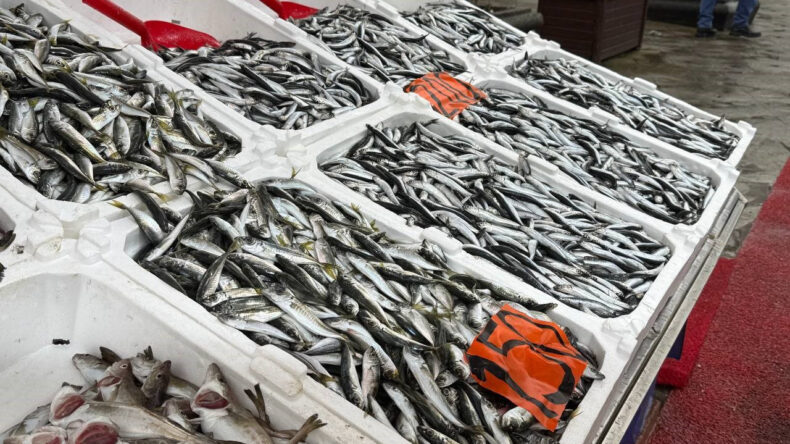 Hamsi Tezgahtan &Ccedil;ekildi: Mezgit ve İstavrit Yeni G&ouml;zde