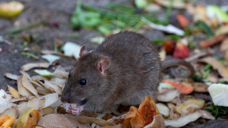 Hayvandan İnsana Bulaşıyor: 2 Ayda 70 Kişi Hayatını Kaybetti