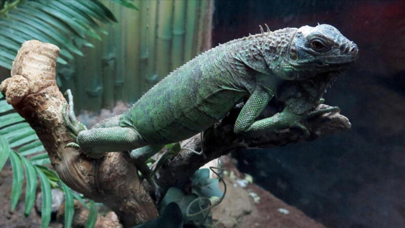 İguana Etli Pizza Gündem Oluşturdu