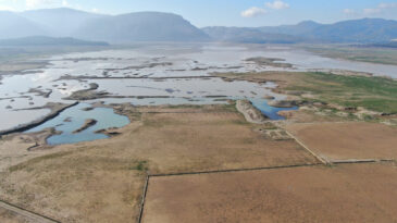 İnekler Otluyordu: Rekor Yağışlar Barajı Canlandırdı