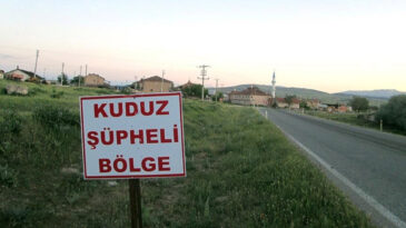 İstanbul'da Binlerce Kişi Kuduz Riskiyle Hastaneye Koştu