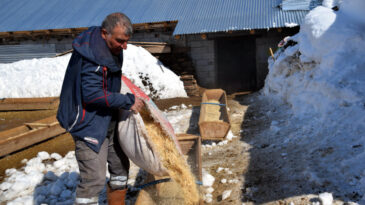 İstanbul&rsquo;u Terke Nazır 100 Koyunla Başladı, 4 Yılda 680'e &Ccedil;ıkardı