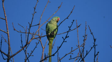 İstilacı Papağan Bir İlde Daha G&ouml;r&uuml;ld&uuml;