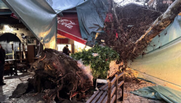 İzmir'de 5 Asırlık &Ccedil;ınar Ağacı Devrildi