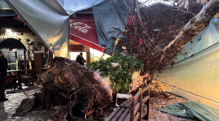 İzmir'de 5 Asırlık &Ccedil;ınar Ağacı Devrildi