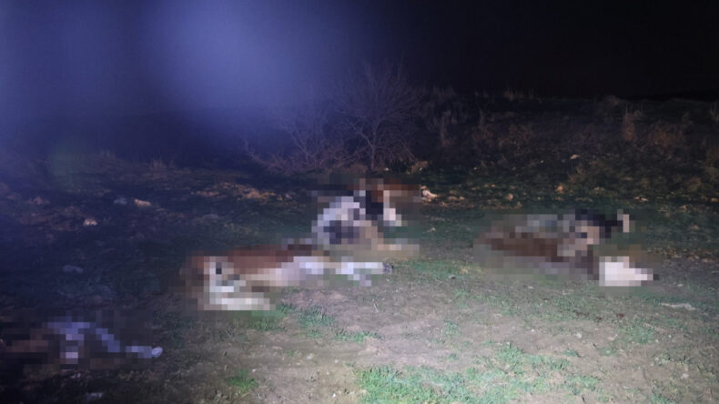 Jandarma, Kırşehir&rsquo;de 13 Hayvanın &Ouml;l&uuml;m&uuml;ne İlişkin Harekete Ge&ccedil;ti