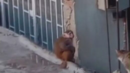 Kadık&ouml;y'de &Ccedil;atılarda Gezen Maymun Korumaya Alındı