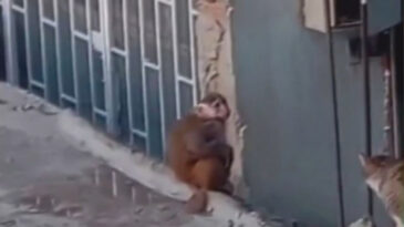 Kadık&ouml;y'de &Ccedil;atılarda Gezen Maymun Korumaya Alındı