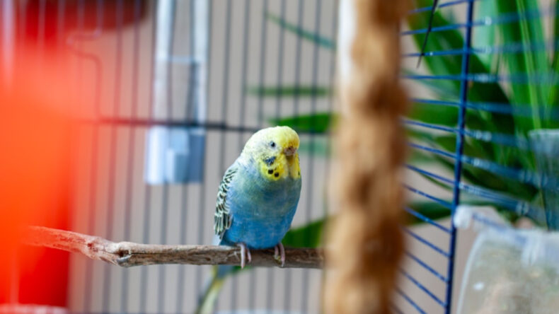 Kadını Evine Getirmek İ&ccedil;in Muhabbet Kuşlarını Rehin Aldı