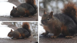 Kar Şerbeti İ&ccedil;en Sincap İlgi Odağı Oldu