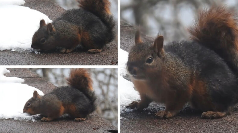 Kar Şerbeti İçen Sincap İlgi Odağı Oldu