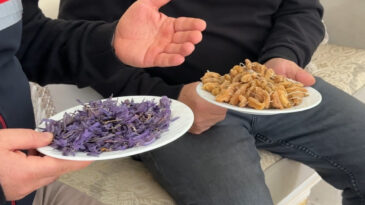 Kilosu 900 Bin Lira Değerindeki Bitkiyi Kendi Başına Yetiştirdi