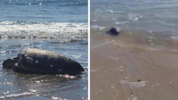 Kıyıya Vuran Caretta Caretta, Vatandaşların Yardımıyla Yeniden Denizle Buluştu