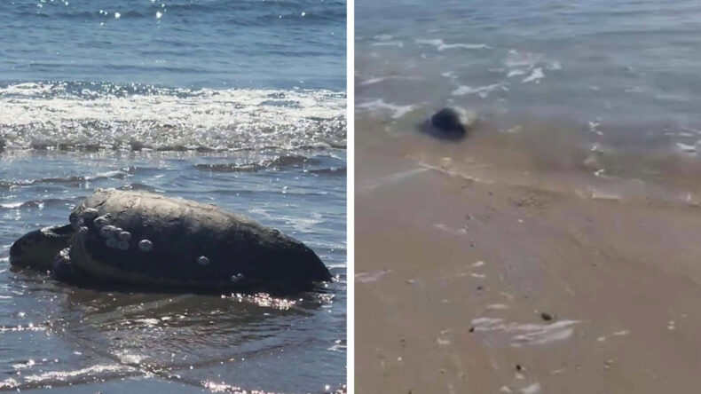 Kıyıya Vuran Caretta Caretta, Vatandaşların Yardımıyla Yeniden Denizle Buluştu