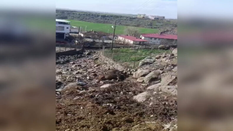 Kopan Elektrik Hattı, İki İneğin Hayatına Mal Oldu: Soruşturma A&ccedil;ıldı