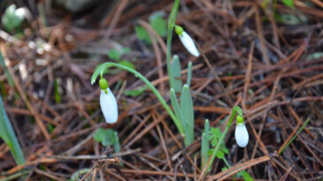 Koparan Yanacak: Ceza 700 Bin Liraya &Ccedil;ıktı