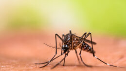 Korkutan Araştırma: &Ouml;l&uuml;mc&uuml;l Tropikal Hastalık Kapımıza Dayandı